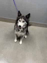 Shelter Stray Female Dog last seen RANCHO AND ALTA, 655 N Mojave Rd, Las Vegas, NV 89101, USA