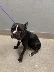 Shelter Stray Male Dog last seen CLAYTON ST & W GOWAN RD, 655 N Mojave Rd, Las Vegas, NV 89101, USA