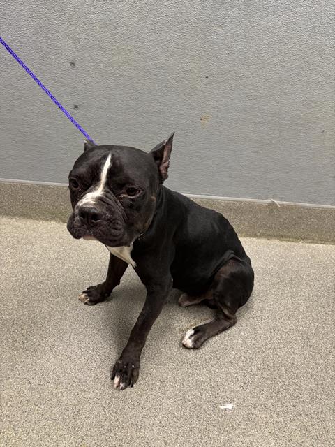 Shelter Stray Male Dog last seen CLAYTON ST & W GOWAN RD, 655 N Mojave Rd, Las Vegas, NV 89101, USA