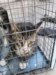 Shelter Stray Unknown Cat last seen Near BLOCK E LAKE MEAD BLVD, LAS VEGAS NV 89115, 655 N Mojave Rd, Las Vegas, NV 89101, USA