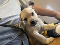 Shelter Stray Female Dog last seen Near BLOCK W 4TH, 227 N D St, Perris, CA 92570, USA