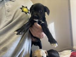 Shelter Stray Female Dog last seen Near BLOCK W 4TH, 227 N D St, Perris, CA 92570, USA