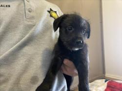Shelter Stray Female Dog last seen Near BLOCK W 4TH, 227 N D St, Perris, CA 92570, USA