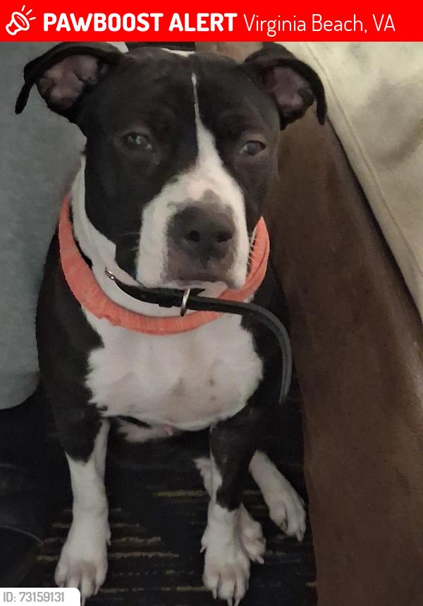 Lost Female Dog last seen Near west lane, Virginia Beach, VA 23454