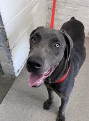 Shelter Stray Female Dog last seen E 28TH ST X N WATERMAN AVE, 333 Chandler Pl, San Bernardino, CA 92408, USA