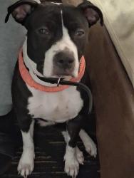 Lost Female Dog last seen Near west lane, Virginia Beach, VA 23454
