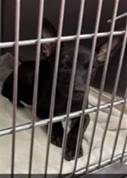 Shelter Stray Male Dog last seen MONCRIEF ROAD, 2020 Forest St, Jacksonville, FL 32204, USA