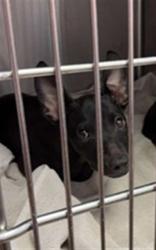 Shelter Stray Female Dog last seen MONCRIEF ROAD, 2020 Forest St, Jacksonville, FL 32204, USA