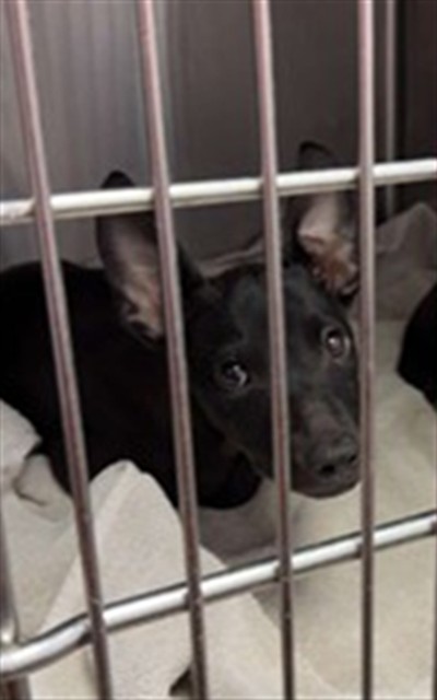 Shelter Stray Female Dog last seen MONCRIEF ROAD, 2020 Forest St, Jacksonville, FL 32204, USA