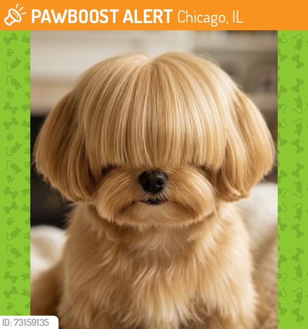 Found/Stray Unknown Dog last seen South west corner of Douglas park (19th and s Albany), Chicago, IL 60623