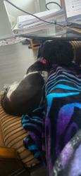 Lost Female Dog last seen Topwater Trl, Fort Worth, TX 76119, Fort Worth, TX 76119