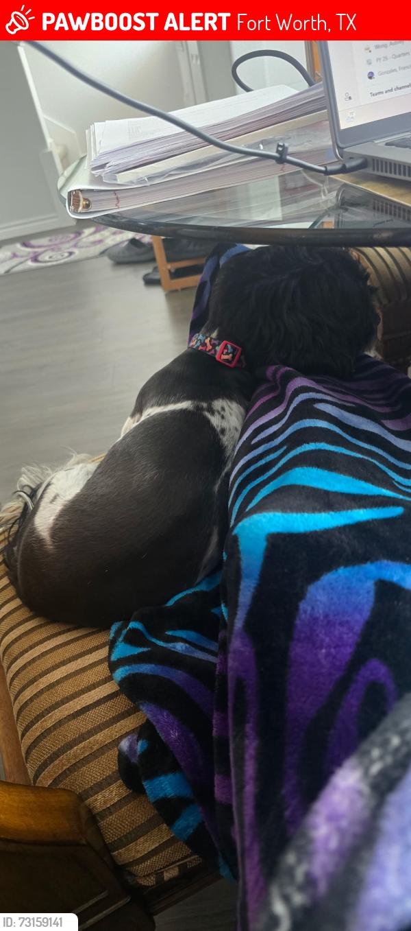 Lost Female Dog last seen Topwater Trl, Fort Worth, TX 76119, Fort Worth, TX 76119
