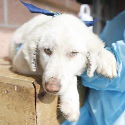 Shelter Stray Male Dog last seen Near BLOCK CROOKED TRAIL, 4710 TX-151, San Antonio, TX 78227, USA