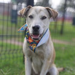 Shelter Stray Male Dog last seen Near BLOCK OBREGON, 4710 TX-151, San Antonio, TX 78227, USA