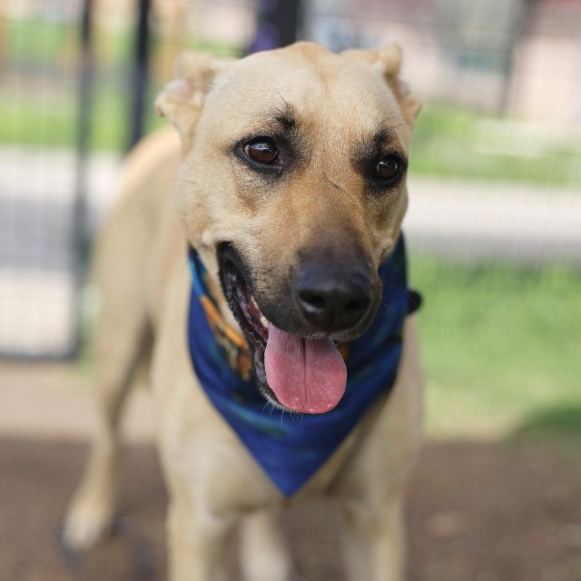 Shelter Stray Female Dog last seen Near BLOCK CULEBRA RD, 4710 TX-151, San Antonio, TX 78227, USA