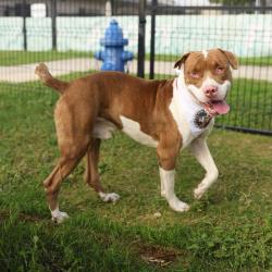 Shelter Stray Male Dog last seen Near BLOCK CULEBRA, 4710 TX-151, San Antonio, TX 78227, USA