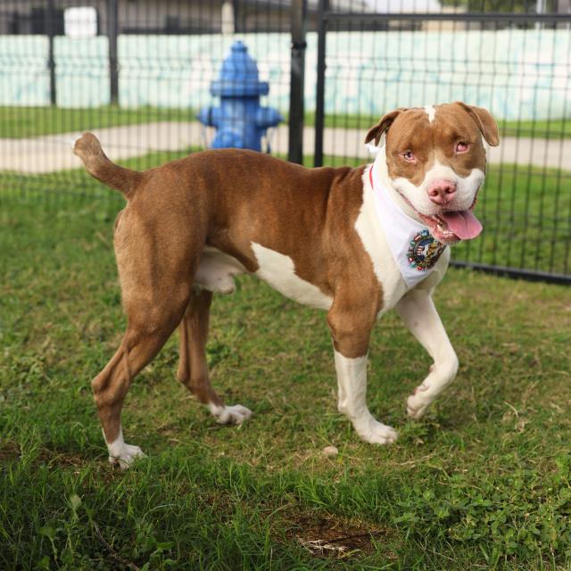Shelter Stray Male Dog last seen Near BLOCK CULEBRA, 4710 TX-151, San Antonio, TX 78227, USA
