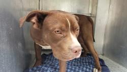 Shelter Stray Male Dog last seen Near BLOCK SOMERSET AVE, DETROIT, MI 48224, 7401 Chrysler Dr, Detroit, MI 48211, USA