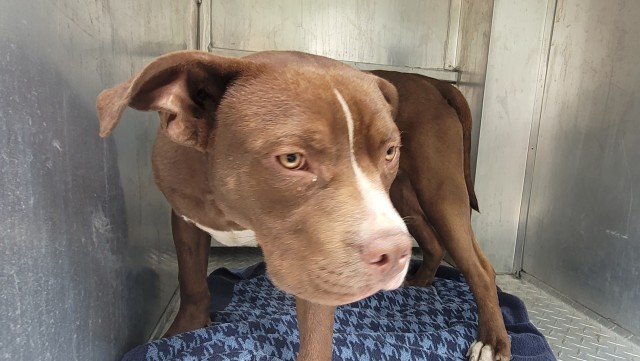 Shelter Stray Male Dog last seen Near BLOCK SOMERSET AVE, DETROIT, MI 48224, 7401 Chrysler Dr, Detroit, MI 48211, USA