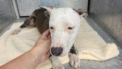 Shelter Stray Female Dog last seen Near BLOCK SOMERSET AVE, DETROIT, MI 48224, 7401 Chrysler Dr, Detroit, MI 48211, USA