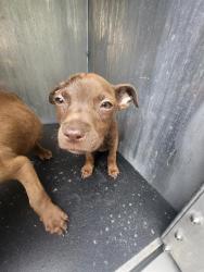 Shelter Stray Female Dog last seen EL MONTE, 4710 TX-151, San Antonio, TX 78227, USA