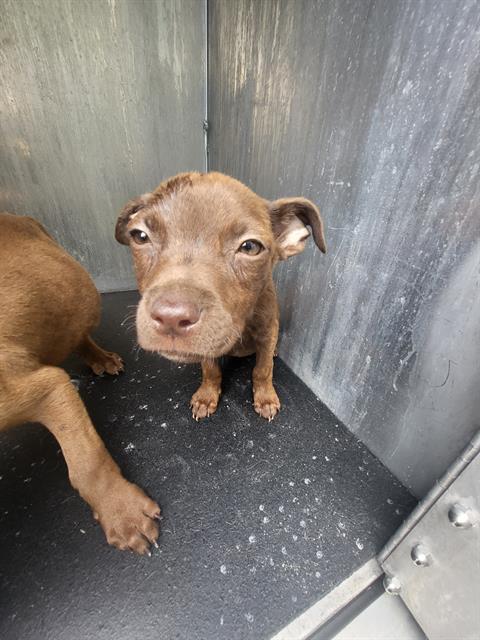 Shelter Stray Female Dog last seen EL MONTE, 4710 TX-151, San Antonio, TX 78227, USA
