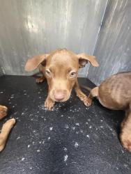 Shelter Stray Male Dog last seen EL MONTE, 4710 TX-151, San Antonio, TX 78227, USA