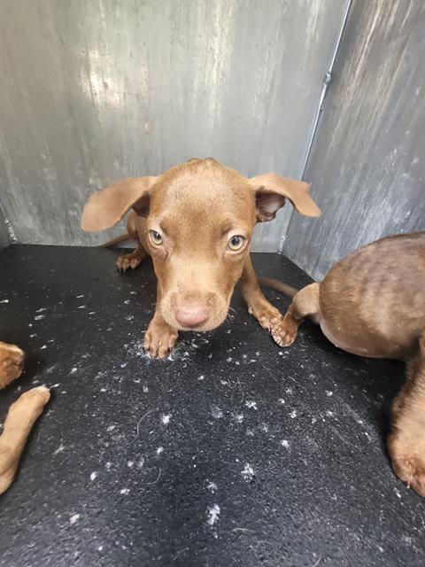 Shelter Stray Male Dog last seen EL MONTE, 4710 TX-151, San Antonio, TX 78227, USA