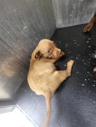 Shelter Stray Male Dog last seen EL MONTE, 4710 TX-151, San Antonio, TX 78227, USA