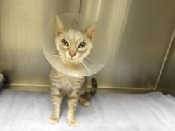 Shelter Stray Male Cat last seen , 11361 W Pico Blvd, Los Angeles, CA 90064, USA