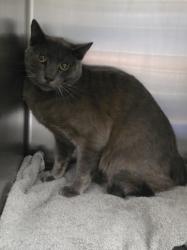 Shelter Stray Male Cat last seen , 11361 W Pico Blvd, Los Angeles, CA 90064, USA