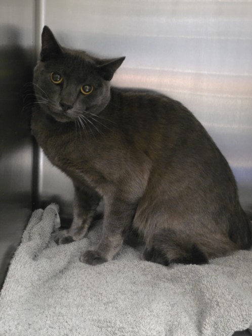 Shelter Stray Male Cat last seen , 11361 W Pico Blvd, Los Angeles, CA 90064, USA