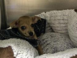 Shelter Stray Female Dog last seen Near BLOCK VISTA CHINO, CATHEDRAL CITY CA 92234, 72050 Pet Land Pl, Thousand Palms, CA 92276, USA
