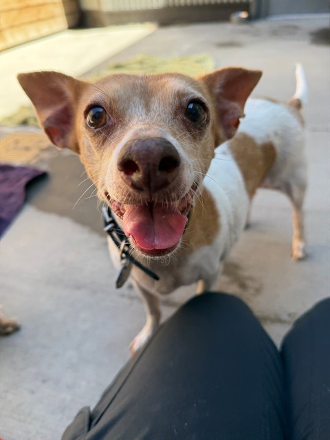 Shelter Stray Female Dog last seen Near BLOCK QUEBEC ST, 12155 Park Blvd, Brighton, CO 80601, USA