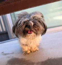 Shelter Stray Female Dog last seen JESSUP ST AND S 16TH AVE, 12155 Park Blvd, Brighton, CO 80601, USA