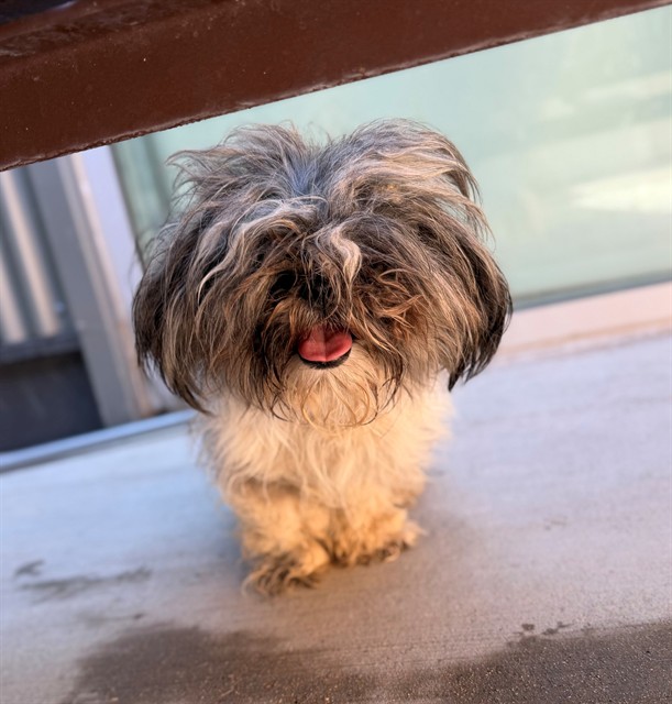 Shelter Stray Female Dog last seen JESSUP ST AND S 16TH AVE, 12155 Park Blvd, Brighton, CO 80601, USA