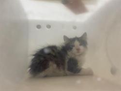 Shelter Stray Unknown Cat last seen Near BLOCK S 54TH ST, 3839 W Burnham St, West Milwaukee, WI 53215, USA