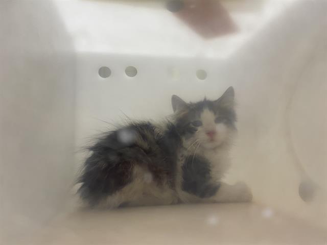 Shelter Stray Unknown Cat last seen Near BLOCK S 54TH ST, 3839 W Burnham St, West Milwaukee, WI 53215, USA