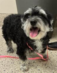 Shelter Stray Male Dog last seen Near BLOCK E 6TH AVE, 12155 Park Blvd, Brighton, CO 80601, USA