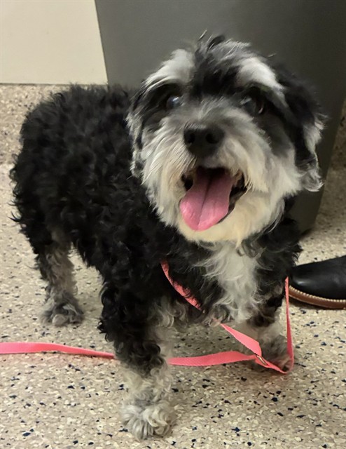 Shelter Stray Male Dog last seen Near BLOCK E 6TH AVE, 12155 Park Blvd, Brighton, CO 80601, USA