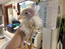 Shelter Stray Unknown Bird last seen Near BLOCK S 53RD ST, 3839 W Burnham St, West Milwaukee, WI 53215, USA