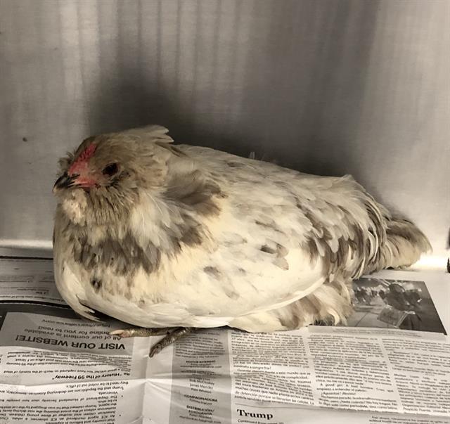 Shelter Stray Female Bird last seen Near BLOCK E SHIELDS AVE, FRESNO CA 93727 7822, 5277 E Airways Blvd, Fresno, CA 93727, USA