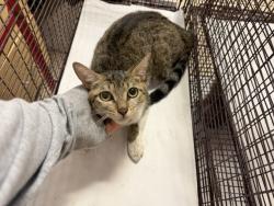 Shelter Stray Female Cat last seen Near BLOCK NW 30 ST, 3599 NW 79th Ave, Doral, FL 33122, USA