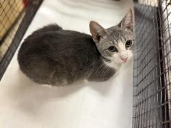 Shelter Stray Female Cat last seen Near BLOCK NW 30 ST, 3599 NW 79th Ave, Doral, FL 33122, USA