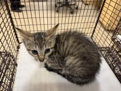 Shelter Stray Female Cat last seen Near BLOCK NW 30 ST, 3599 NW 79th Ave, Doral, FL 33122, USA