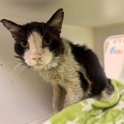 Shelter Stray Male Cat last seen Near BLOCK MASSACHUSETTS AVE, RIVERSIDE, CA, 6851 Van Buren Boulevard, Jurupa Valley, CA 92509, USA