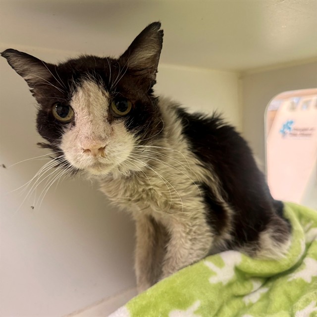 Shelter Stray Male Cat last seen Near BLOCK MASSACHUSETTS AVE, RIVERSIDE, CA, 6851 Van Buren Boulevard, Jurupa Valley, CA 92509, USA