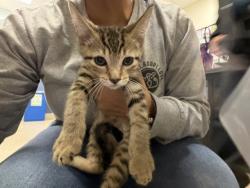 Shelter Stray Male Cat last seen Near BLOCK NW 30 ST, 3599 NW 79th Ave, Doral, FL 33122, USA