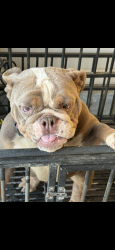 Lost Female Dog last seen Wilimington, Compton, CA 90220