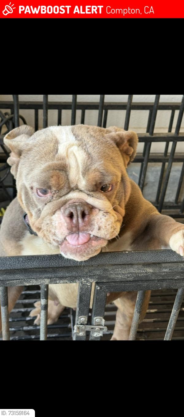 Lost Female Dog last seen Wilimington, Compton, CA 90220
